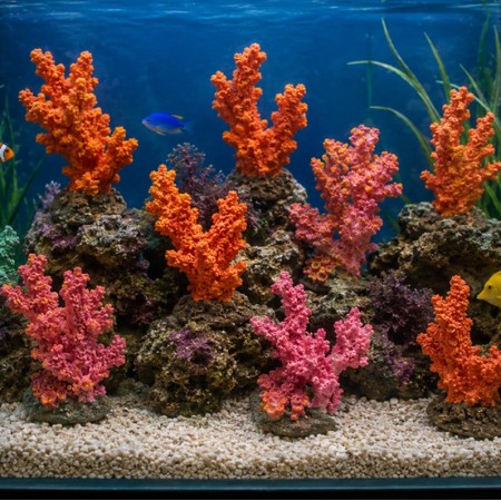 CORAUX COLORES - 7CM