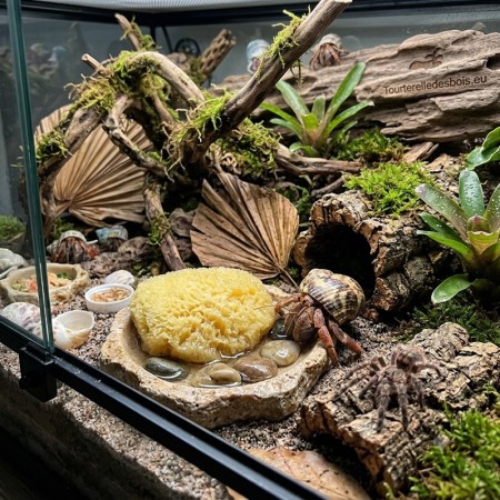 ZM TARANTULA SPONGE + HERMIT CRAB  [TS-10]