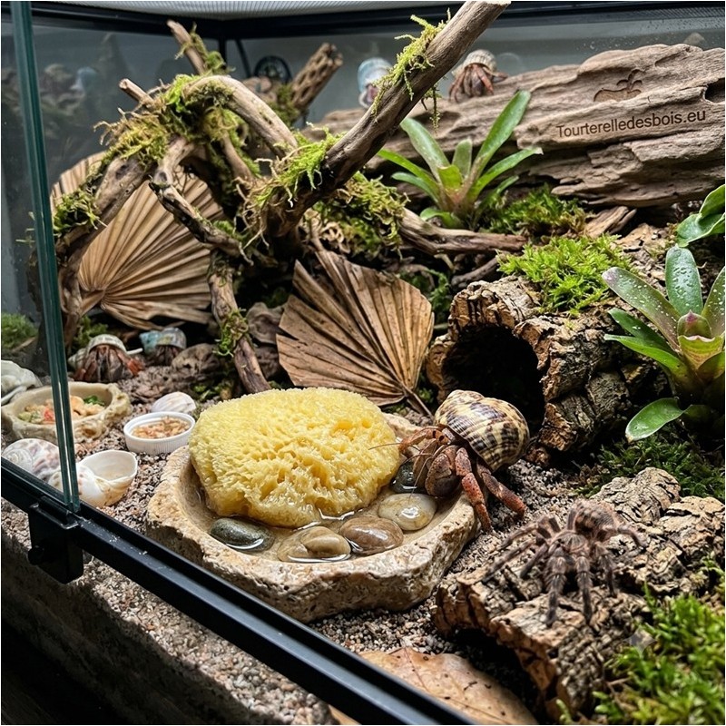 ZM TARANTULA SPONGE + HERMIT CRAB  [TS-10]