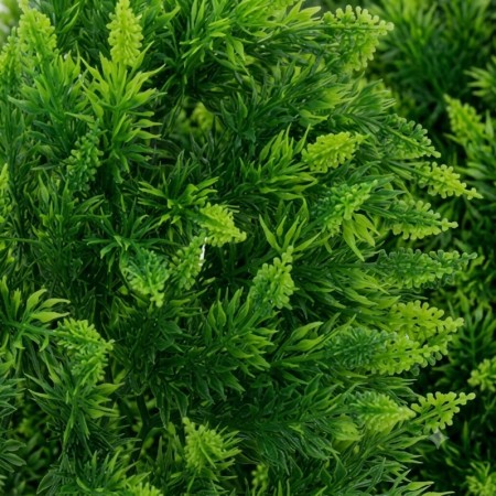 ZM PLANTE MEDIUM MALAYSIAN FERN  [BU-23]