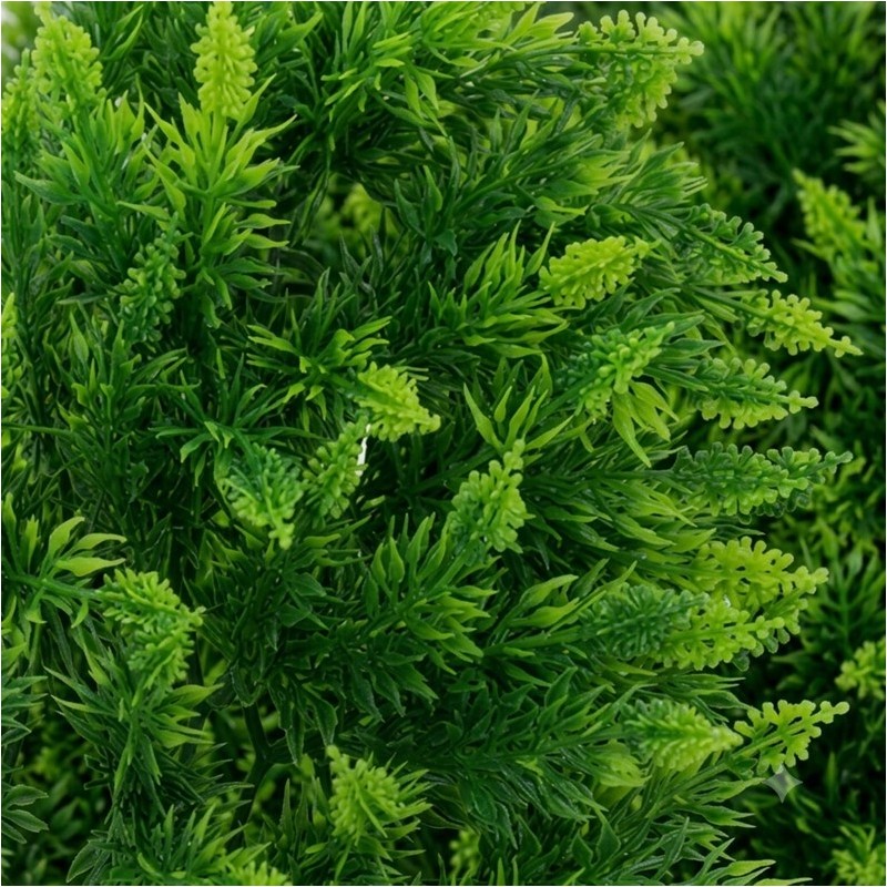 ZM PLANTE MEDIUM MALAYSIAN FERN  [BU-23]