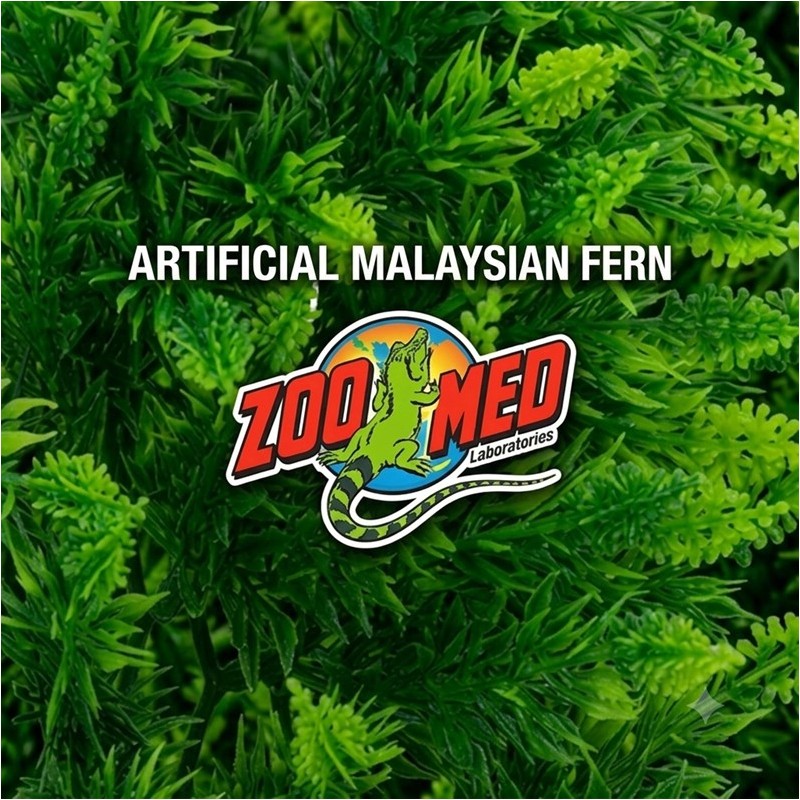 ZM PLANTE SMALL MALAYSIAN FERN  [BU-13]