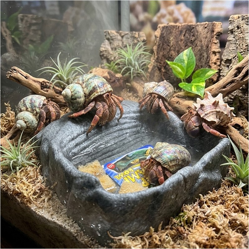 ZM REPTI RAMP BOWL LARGE  [RRB-11E]