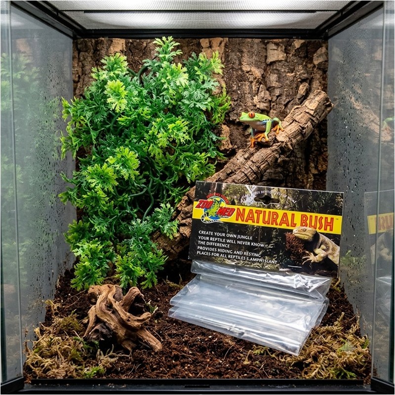ZM PLANTE MEDIUM AUSTRALIAN MAPLE  [BU-24]