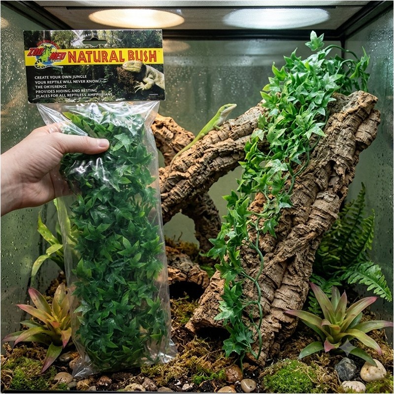 ZM PLANTE SMALL CONGO IVY  [BU-12]