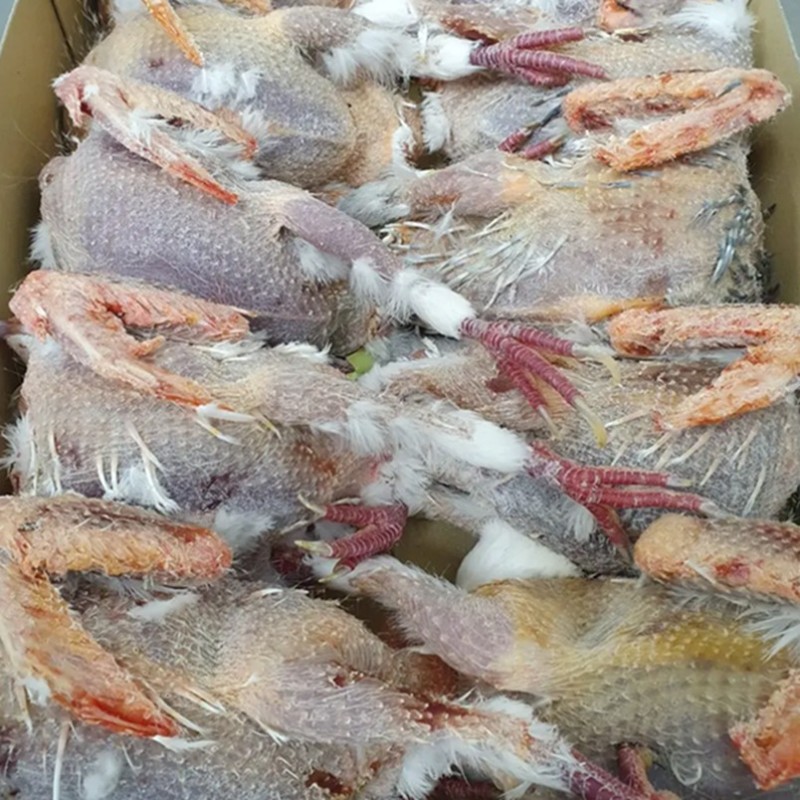 CONGELE - PIGEON ADULTE SANS PLUME + VISCÈRES (BOITE +/- 6KG)