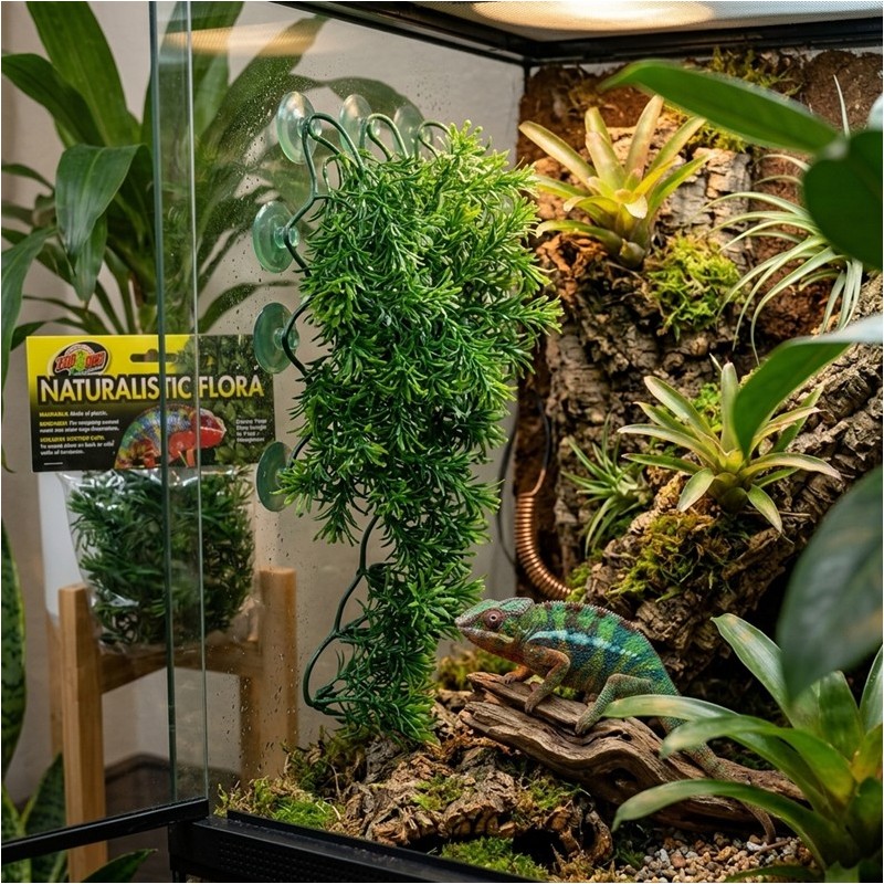 ZM PLANTE MEDIUM BORNEO STAR  [BU-27]