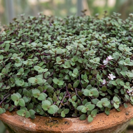CALLISIA REPENS (PLANTE COMESTIBLE)