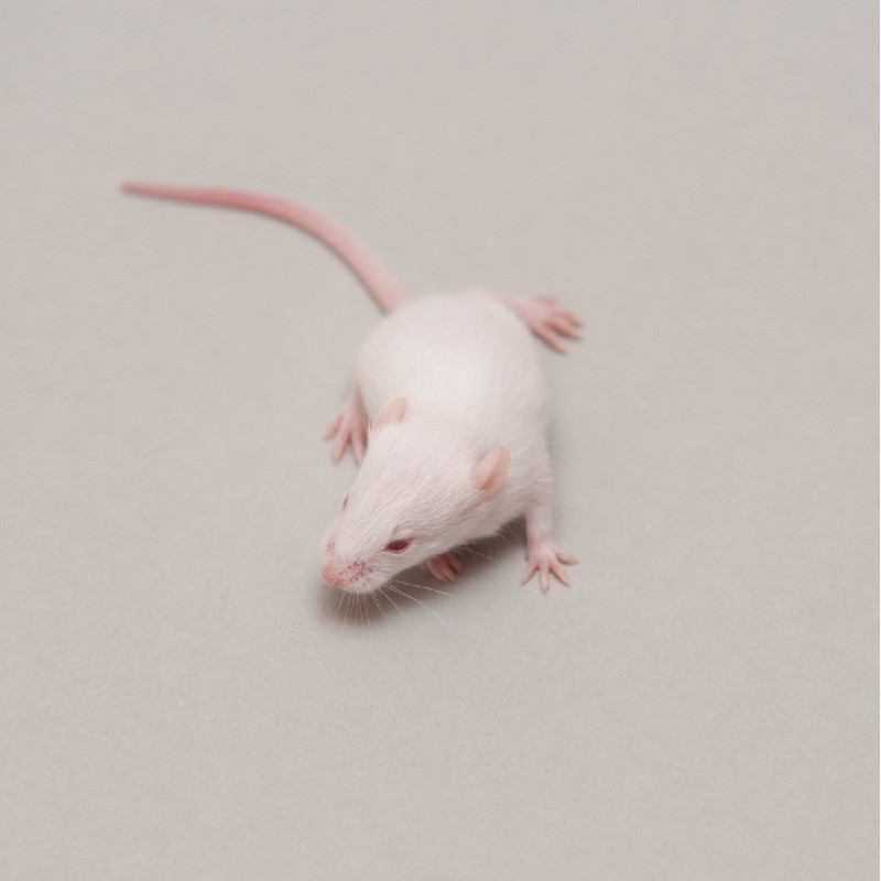 CONGELE - SOURIS [4] SMALL Q+ ( PIÈCE)