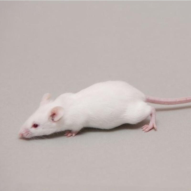 CONGELE - SOURIS [5] MEDIUM Q+(PIÈCE)