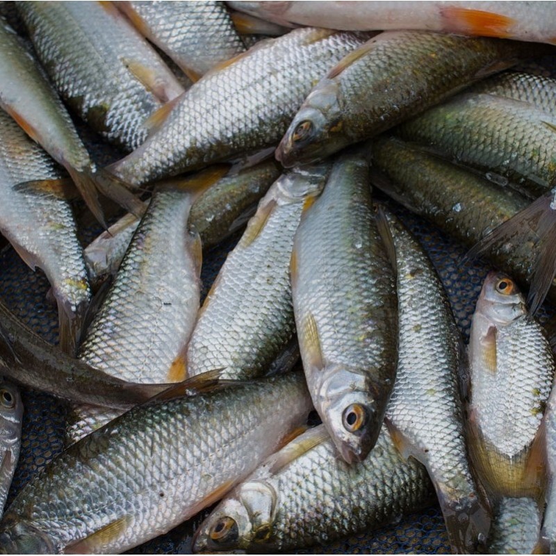 CONGELE - GARDON 15-20CM - BOITE DE 15KG