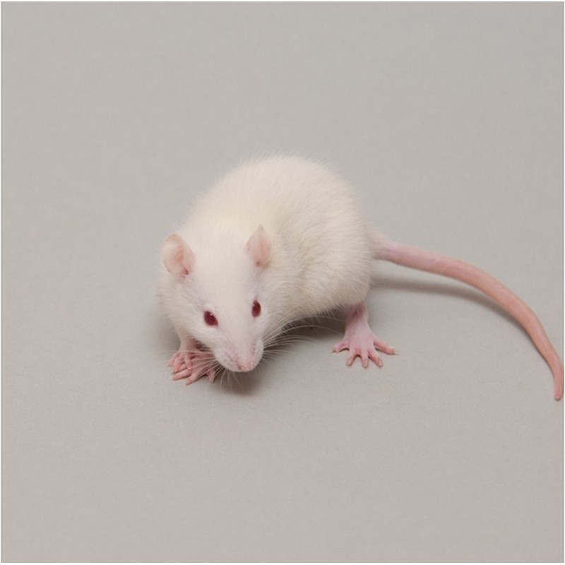 CONGELE - RAT [6] MEDIUM 150 À 249 GRS  Q+  (PIÈCE)