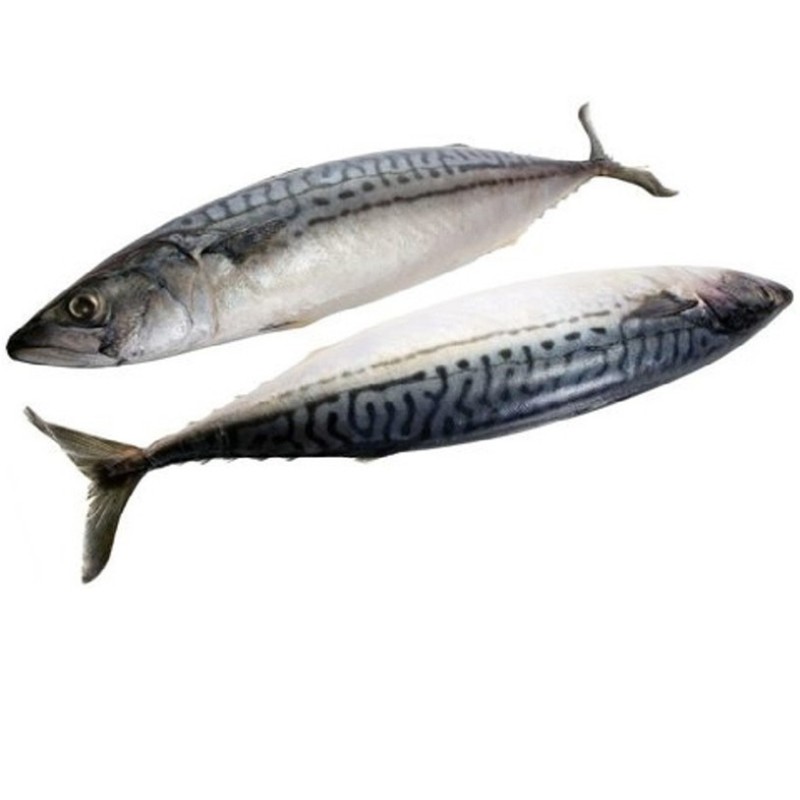 CONGELE - MAQUEREAU (8-10P) - 1KG