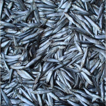 CONGELE - SPRAT IQF - SACHET 1KG