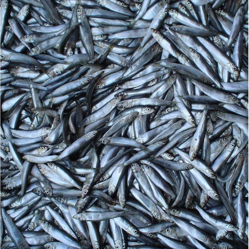 CONGELE - SPRAT IQF - SACHET 1KG