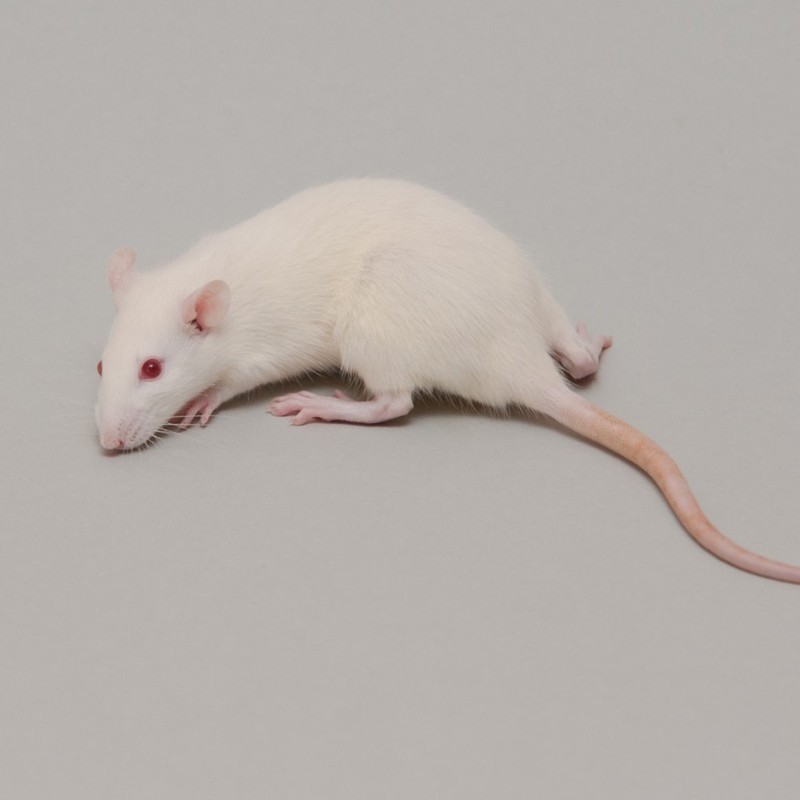 CONGELE - RAT [5] SMALL 90 A 149 GRS Q+ (PIÈCE)