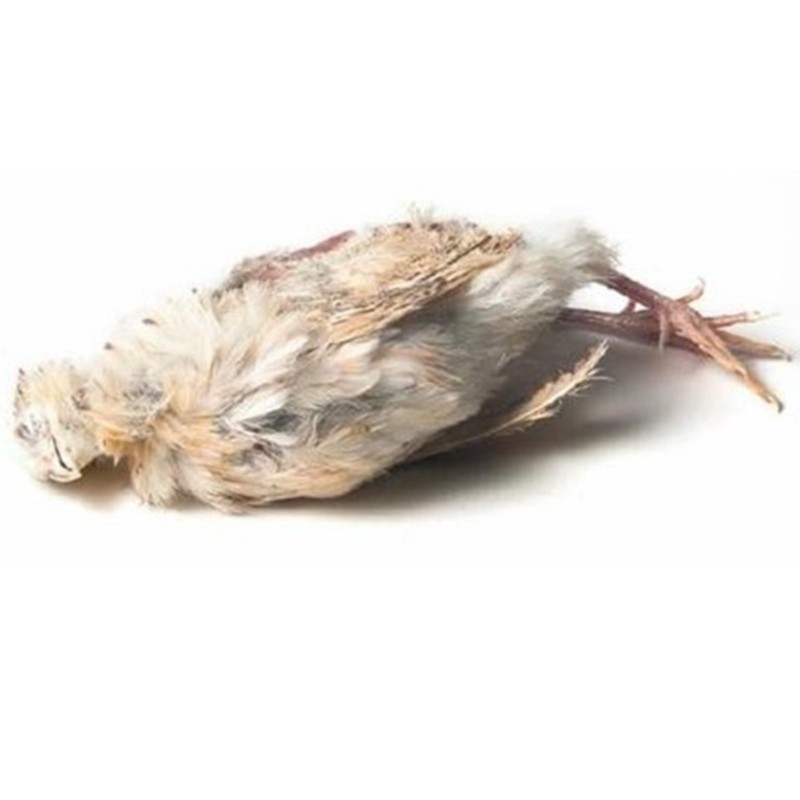 CONGELE - CAILLES ENTIÈRES +/- 250 GRS - (BOITE DE 6 KG)