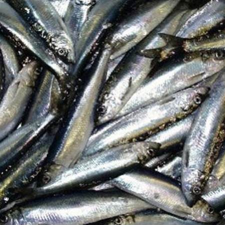 CONGELE - HARENG IQF 12-15 CM - BOITE  DE 10 KG