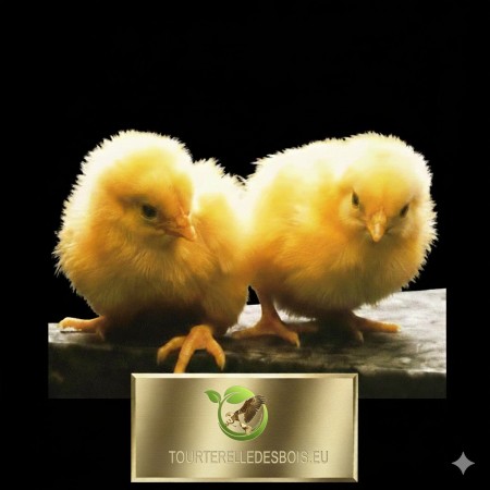 CONGELE - POUSSIN COQ DE 1 JOUR (SACHET DE 1KG)