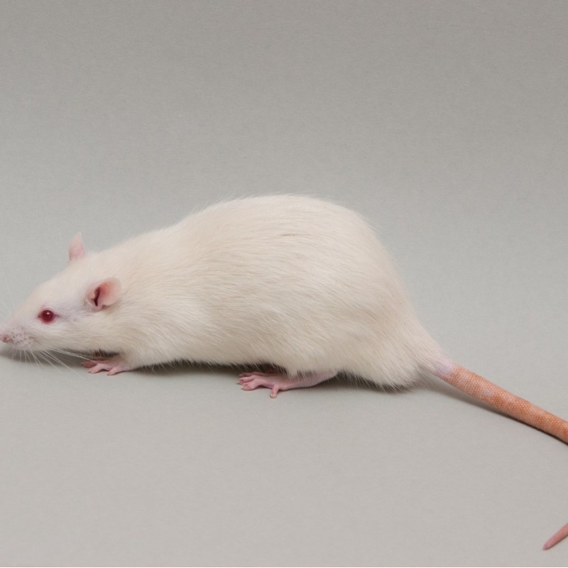 CONGELE - RAT [7] GRAND 250-299GRS (PIECE)