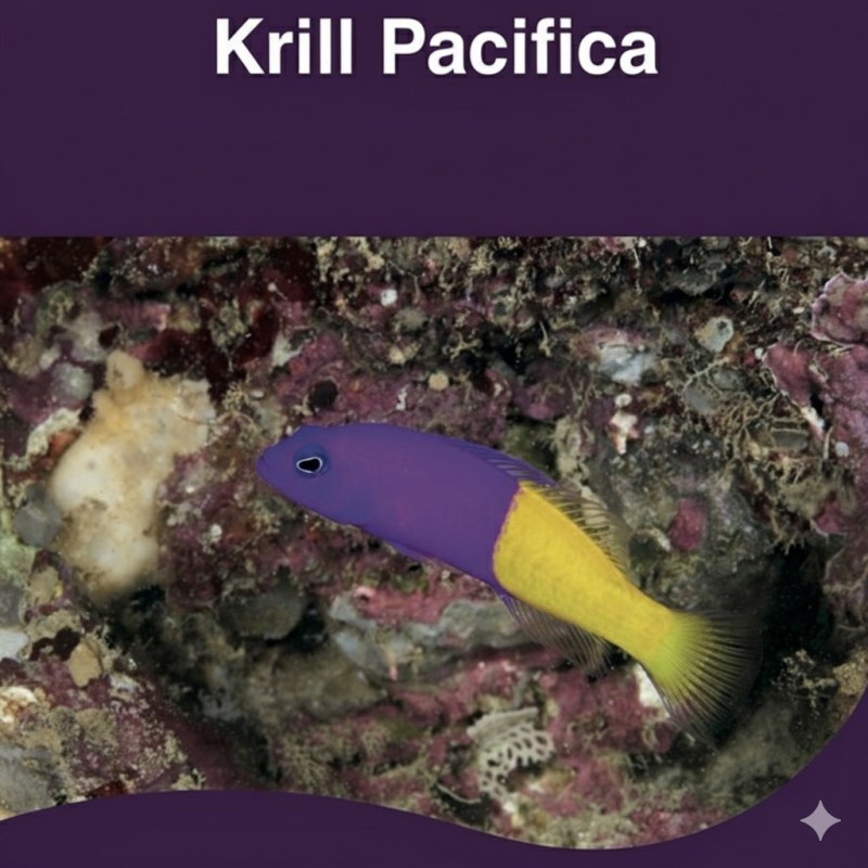CONGELE- KRILL FIN DU PACIFIQUE - 100GRS