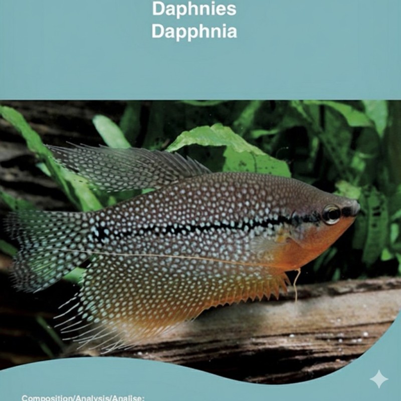 CONGELE- DAPHNIES - 100GRS