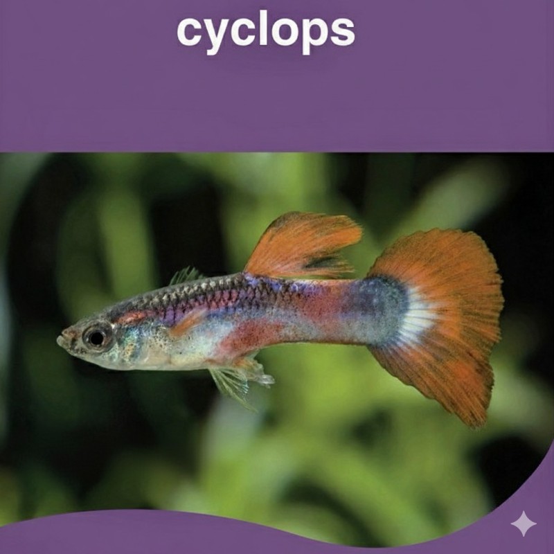 CONGELE- CYCLOPS - 100GRS