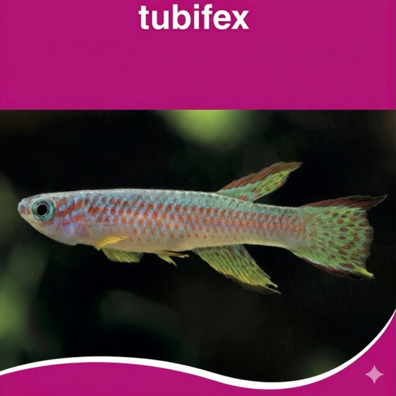 CONGELE- TUBIFEX 100GRS