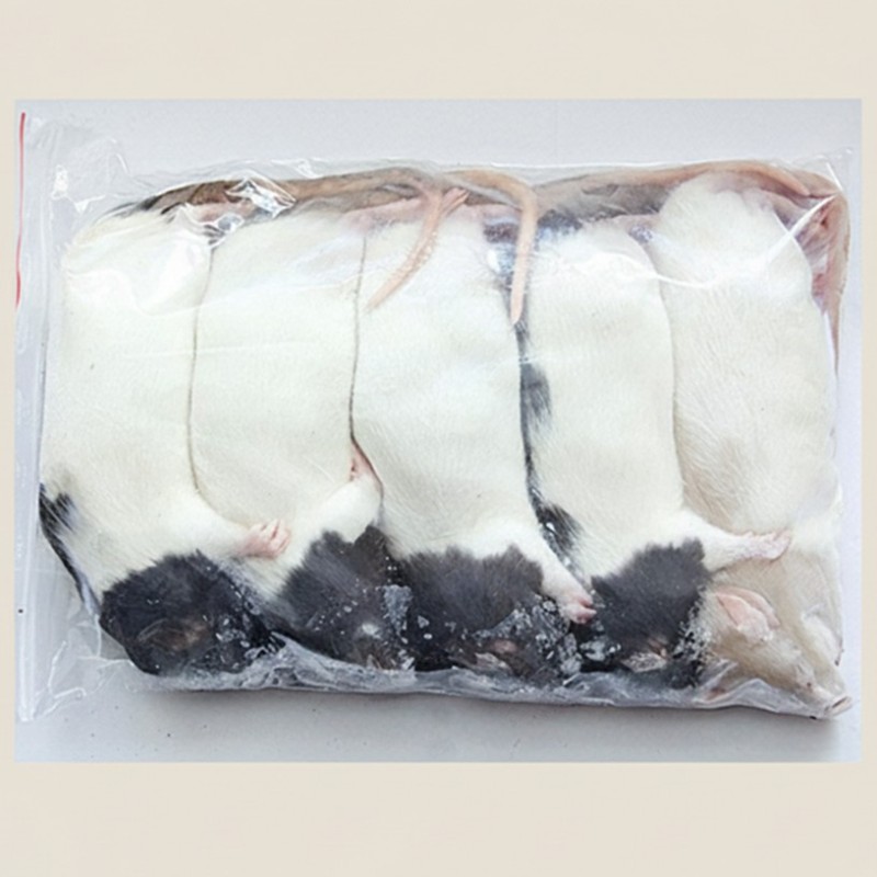 CONGELE - RAT [6] MEDIUM 150 À 249 GRS  Q+  (SACHET DE 5 PIÈCES)