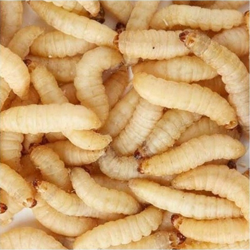 CONGELE - TEIGNE DE RUCHE - 1KG