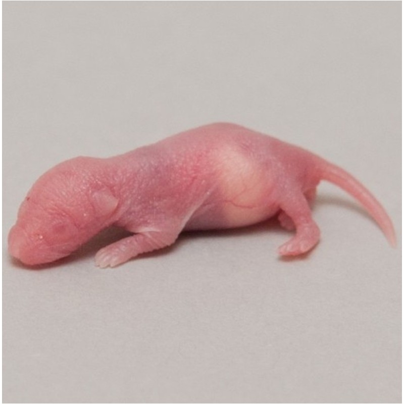 CONGELE - SOURIS [1] PINKY Q+ (PIÈCE)