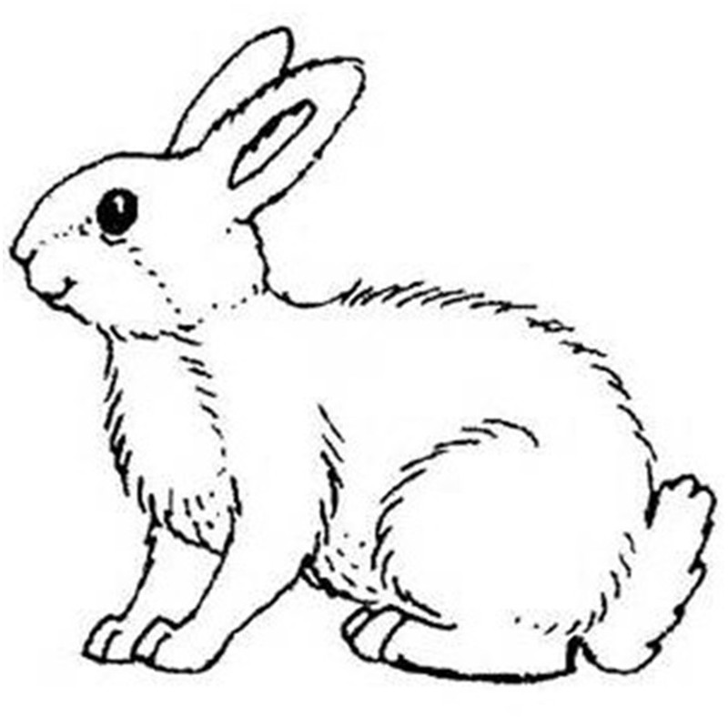 Lapin congelé avec abats - 4-5 kg pour animaux