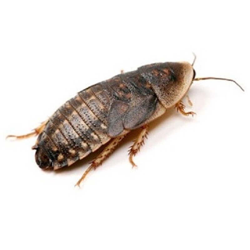 CONGELE - BLATTE BLAPTICA DUBIA - 50 PIECES