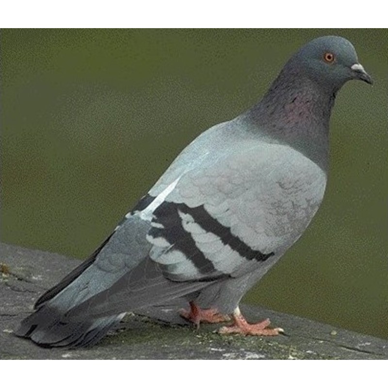 CONGELE - PIGEON +/- 600GRS (BOITE DE 10 PIECES)