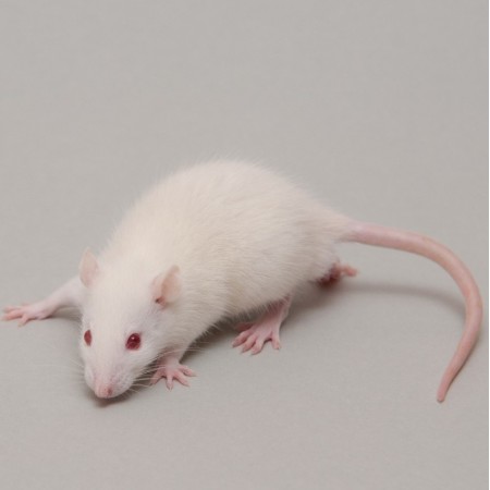 CONGELE - RAT [3] PETIT JUV. 35 À 59 GRS Q+ (PIÈCE)