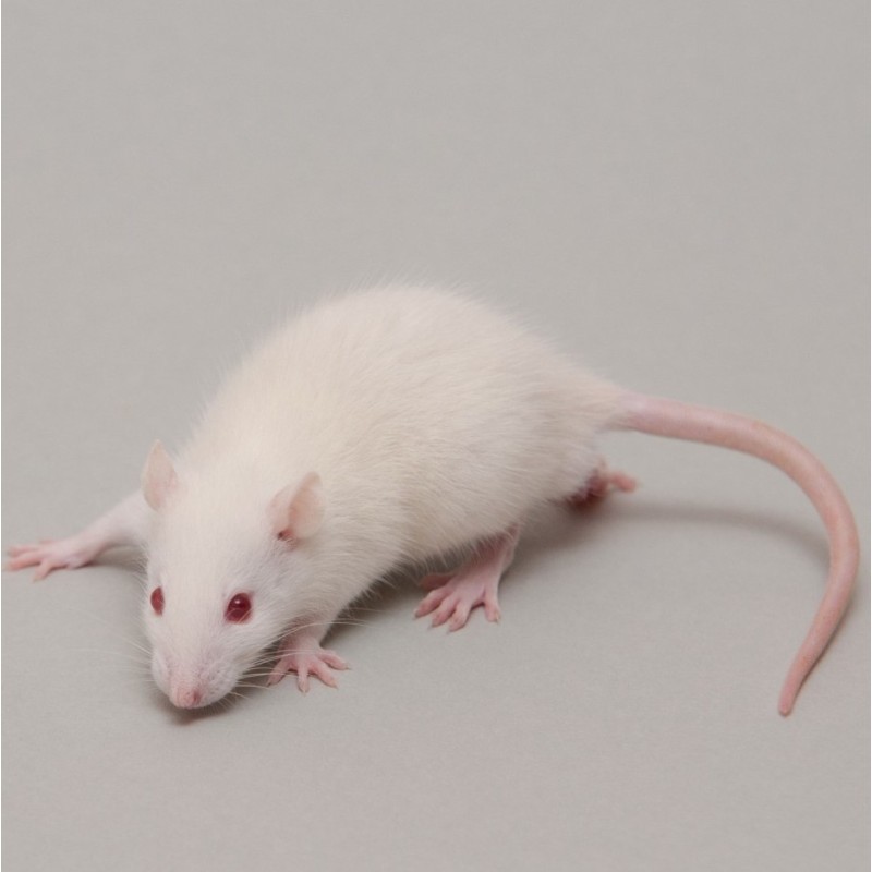 CONGELE - RAT [3] PETIT JUV. 35 À 59 GRS Q+ (PIÈCE)