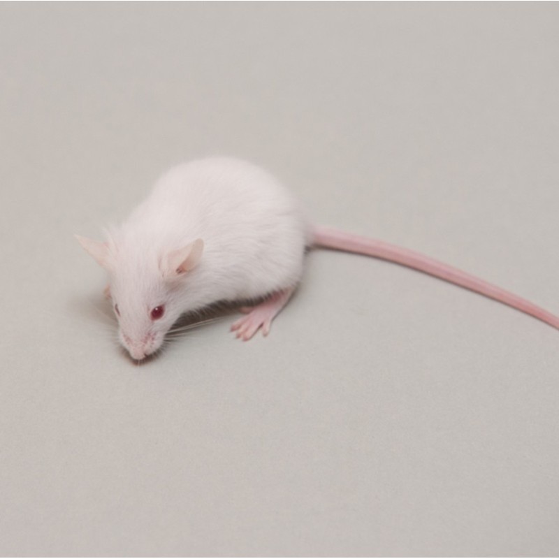 Souris Congelées Large Q+ [6] - Alimentation pour Animaux Exotiques et Sauvages