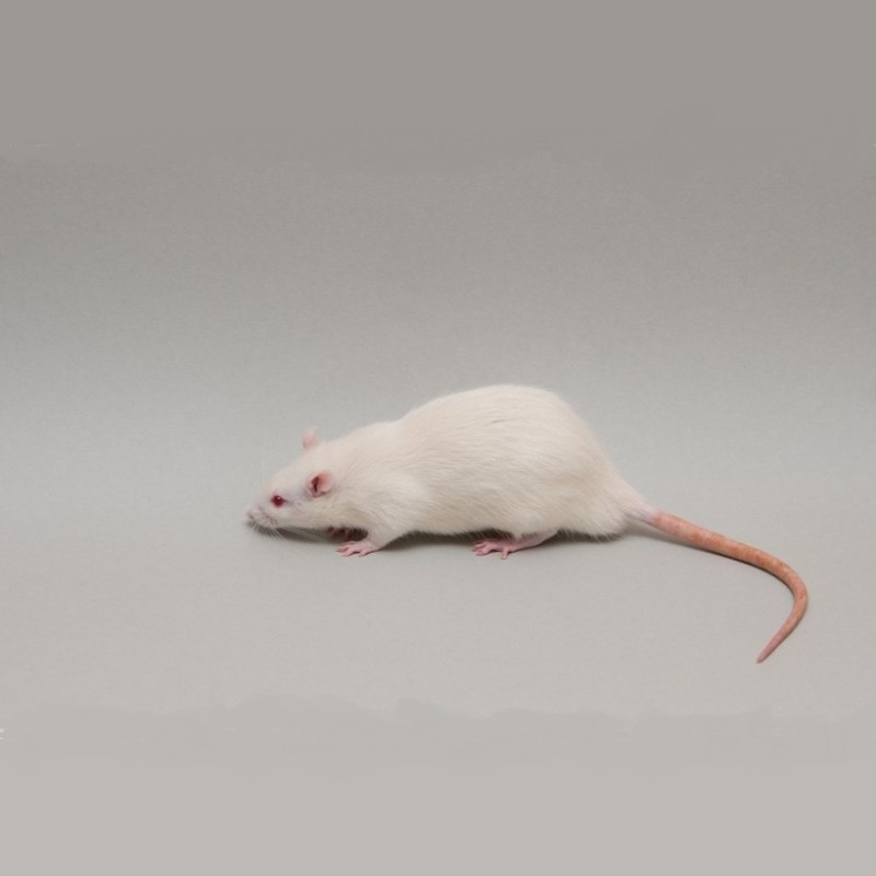 CONGELE - RAT [8] XL PLUS DE 300GRS Q+ (PIÈCE)