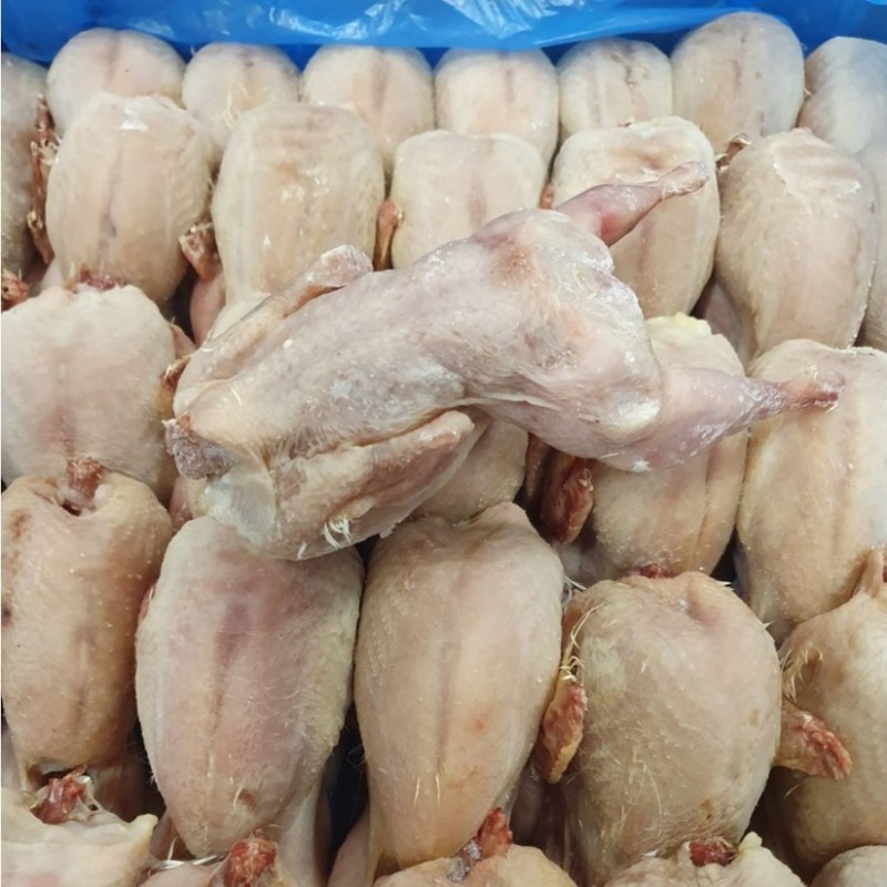 CONGELE - CAILLE ENTIERE SANS PLUME/SANS VISCÈRES (BOITE 6 KG)