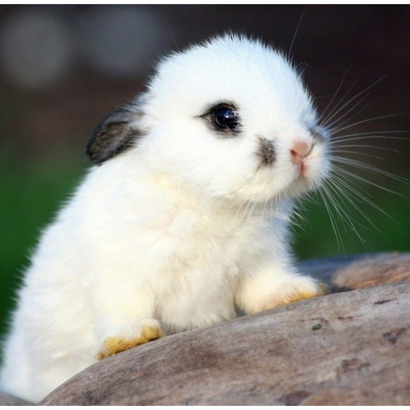 CONGELE - LAPIN PETIT 200 GRS À 500GRS  (PIÈCE)