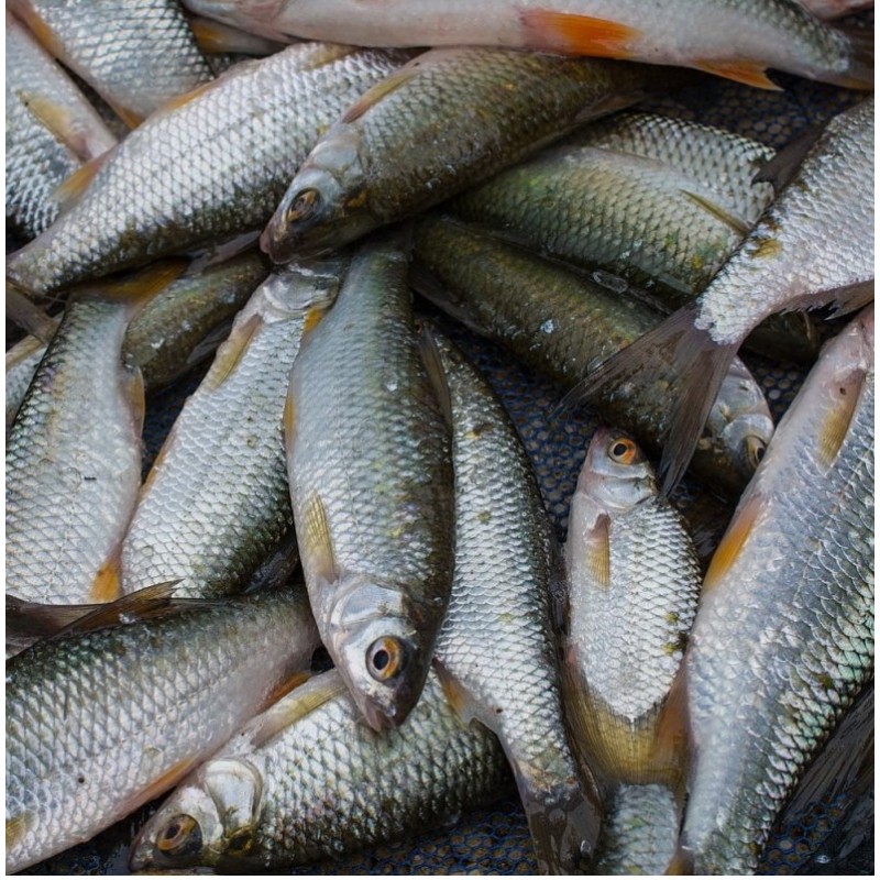 CONGELE - GARDON 15-20CM  - 1KG