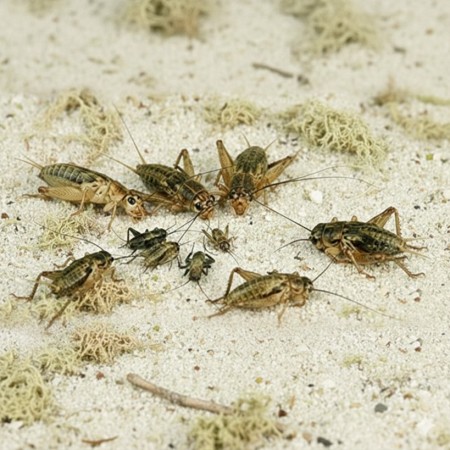 GRILLON DES STEPPES - T7 - GRAND - 25 P