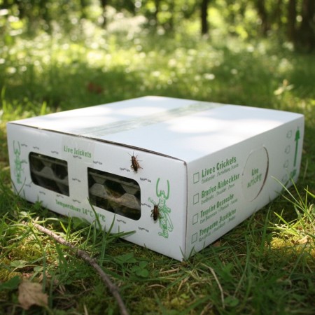 GRILLONS NOIRS - VRAC - T8 - ADULTE - 190 GRS