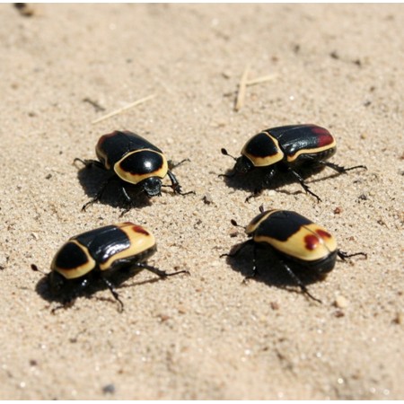 Larves de Dolas (Pachnoda marginata) x250 | Lot vrac professionnel