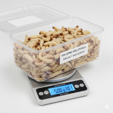 Teigne de ruche (Galleria mellonella) 500g | Lot demi-kilogramme