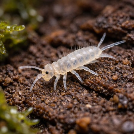 Collemboles (Folsomia candida) - Boîte avec substrat | Nettoyeurs terrarium