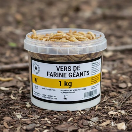 VERS DE FARINE GÉANT - 1KG