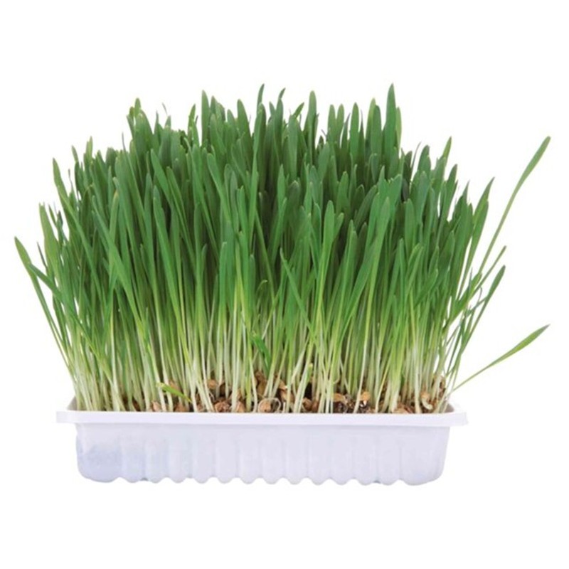 HERBE POUR RONGEURS - 100G.