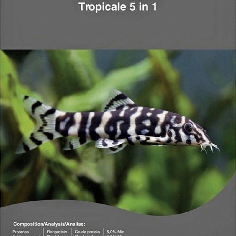 CONGELE- QUINTET TROPICAL - 100GRS