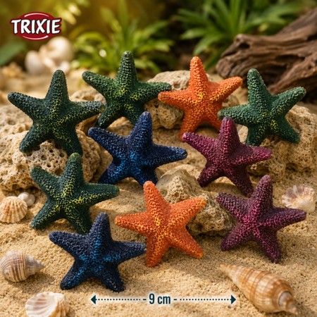 ETOILE DE MER DE - 9CM DE DIAMETRE